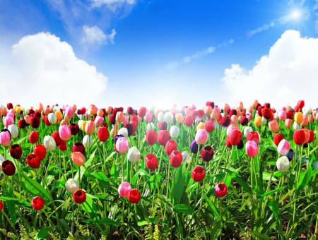 Red Pink And White Tulip Under Cloudy Blue Sky