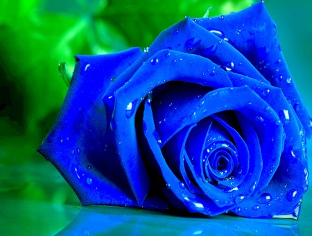 Blue Rose On The Grey Textile