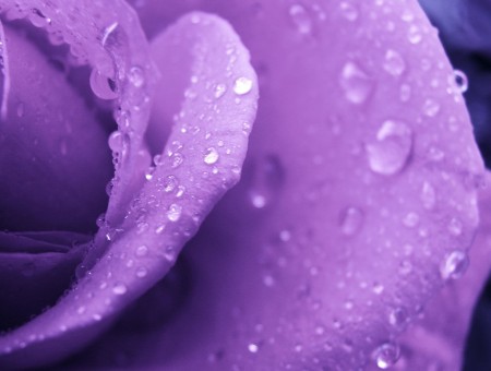 Purple Flower With Rain Drops