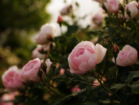 Pink Flowers Macroshot Photography