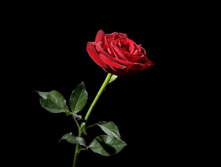 Red Rose In Black Background