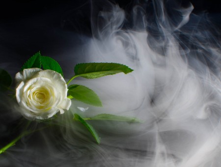 White And Yellow Flower Beside White Smoke