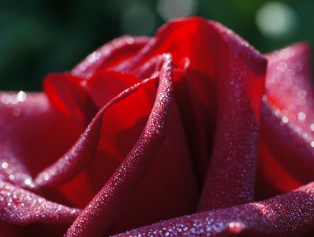 Macro Shot Of Water Droplets On Red Rose