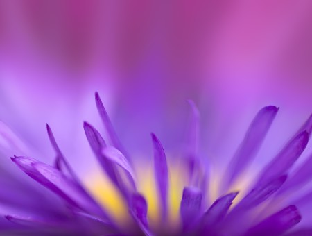Close Up Photography Of Blue Petal Flower