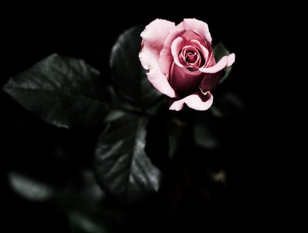 Pink Rose Flower In Macro Shot Photography
