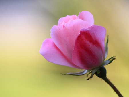 Shallow Focus Photography Of Pink Flower