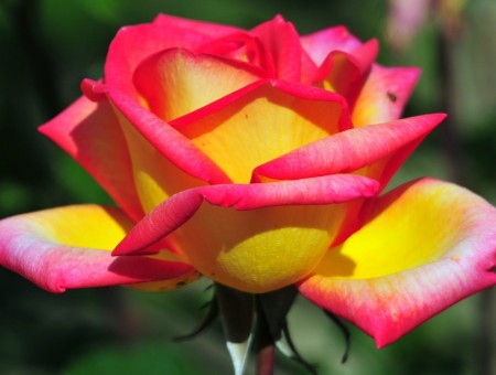 Pink Yellow And White Rose