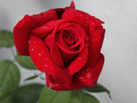 Red Rose With Green Leaves