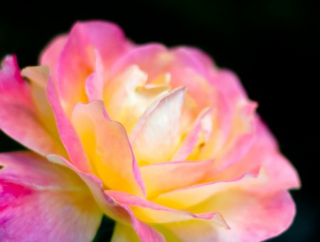 Pink And Yellow Flower Rose