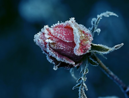 Red Rose Covered In Snow In Til Shift Lens
