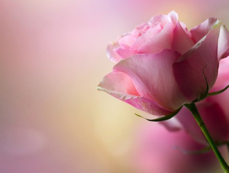 Close Up Photo Of Pink Rose