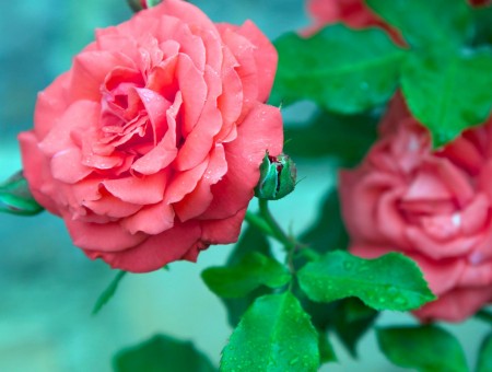 Pink Rose Flower In Bloom