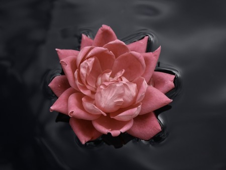 Pink Flower On Body Of Water