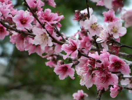 Macro Shot Of Cherry Blossoms