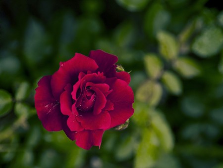 Close Up Photo Of Red Rose