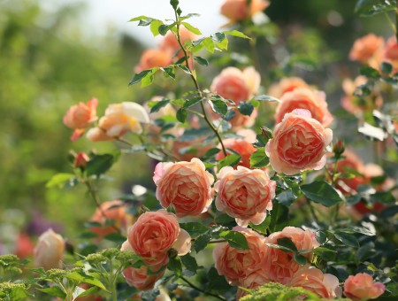 Orange Petal Roses