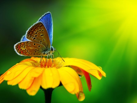 Macro Photography Of Brown And Blue Butterfly On Yellow Petal Flower