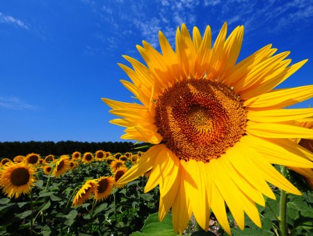 Yellow Sunflower Field Under Blue Sky