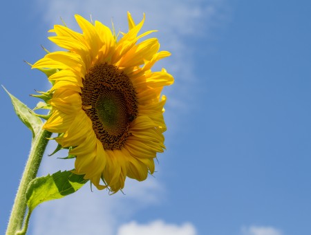 Sunlight Over Sunflower During Daytime