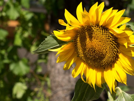 One Sunflower Outdoors