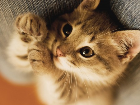 Silver Atbby Kitten Lying On Gray Textile