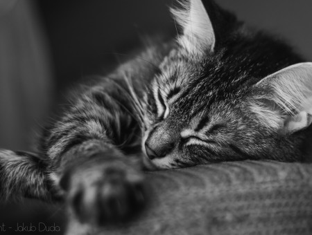 Black And Grey Cat Sleeping