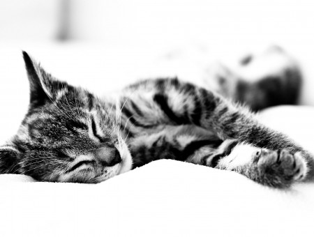 Gray Kitten Sleeping On White Bed