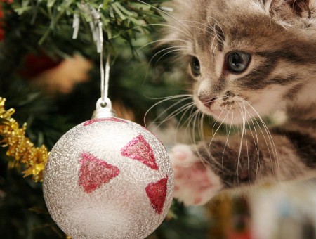 Silver Tabby Kitten Touching Silver Christmas Bauble In Christmas Tree