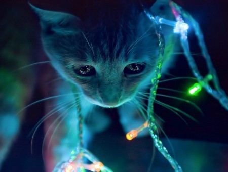 Green And Yellow String Lights On White Cat