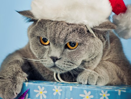 Gray Short Fur Cat With Santa Hat