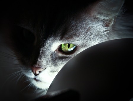 Silver Tabby Cat In Macro Lens Photography