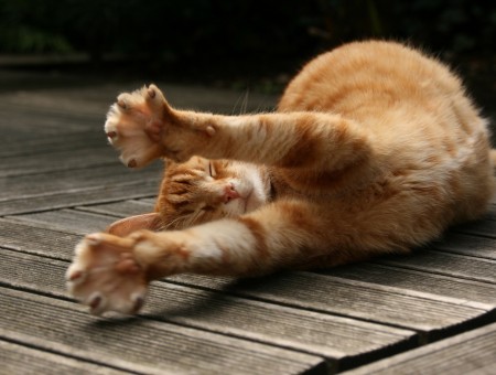 Orange Tabby Cat Lying On Brown Plank