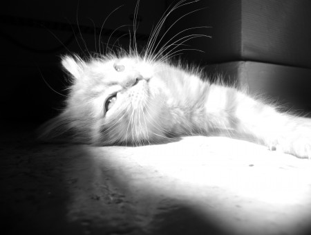 Grayscale Photo Of Cat Lying Down