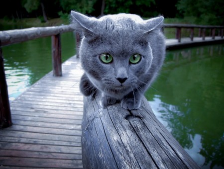 Russian Blue Cat On Grey Wooden Railing Near Water