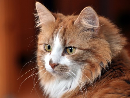 Orange Tabby Maine Coon In Bokeh Photography