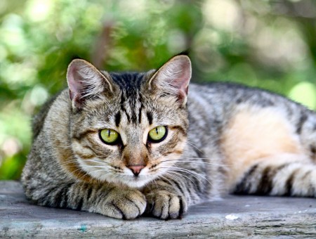 Brown Tabby Cat At Daytime