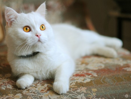 White Cat With Black Collar Lying On Floral Textile