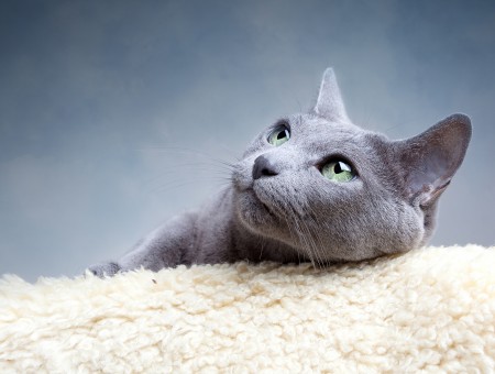 Russian Blue Cat Lying On White Textile