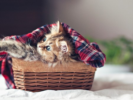 Brown Tabby Kitten On Brown Wooden Woven Basket In Shallow Focus Lens