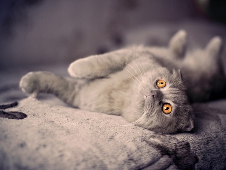 Gray Cat Lying On Gray Textile