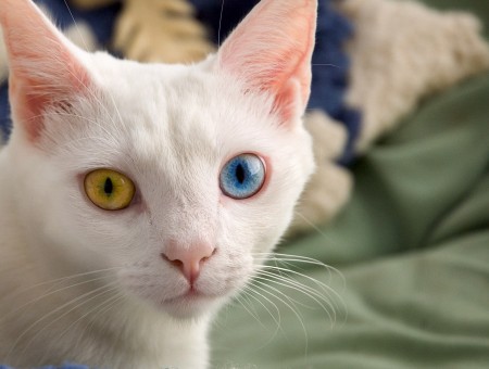 White Cat With Uneven Eye Color