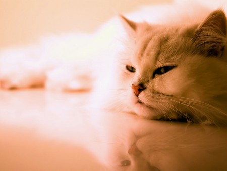 White Cat Resting On White Marble Floor