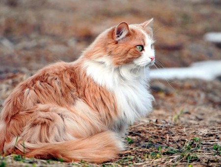Long Hair Orange White Cat Sitting Outside