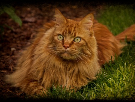 Long Coated Cat Sitting On Grass