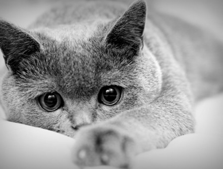 Grayscale Photo Of Cat