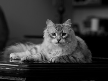 Tabby Cat Lying On Brown Wooden Panel In Grayscale Tilt Shift Lens