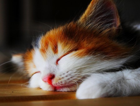 Orange Black And White Kitten Sleeping In Macro Lens Photography