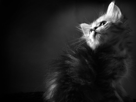 Grayscale Photo Kitten