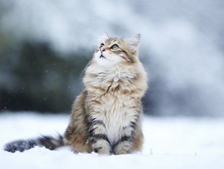 Brown Tabby Maine Coon On Snow Covered Field During Day