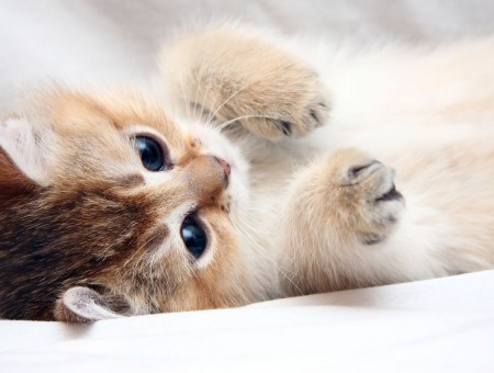 Tan Tabby White Kitten Laying On White Textile